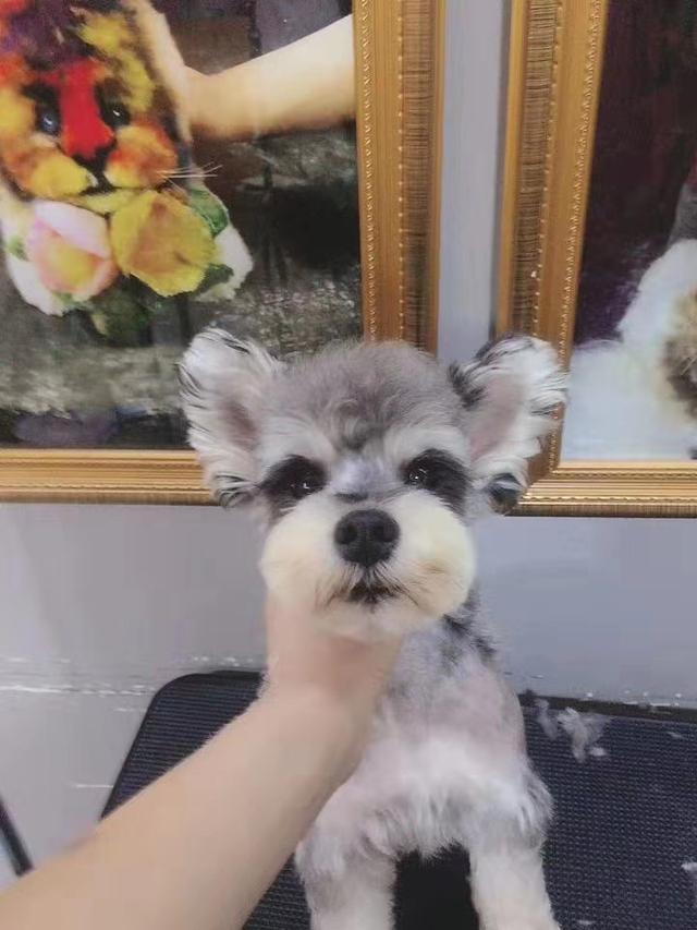 雪纳瑞造型，十组雪纳瑞萌系造型（雪纳瑞造型图片）