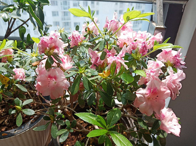 杜鹃花怎么浇水，杜鹃花浇水的正确方法（公认难养的杜鹃花）