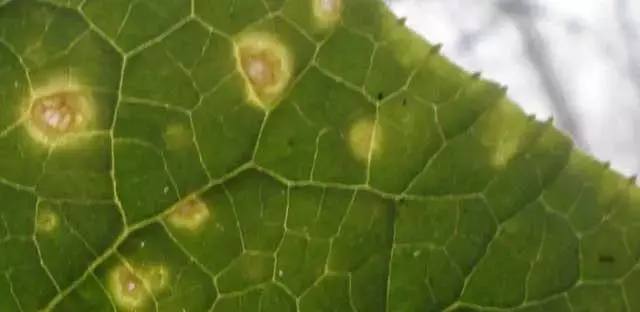 夏黄瓜靶斑病喷什么药特效，治疗黄瓜靶斑病的特效药（纯生物杀菌剂统统搞定）