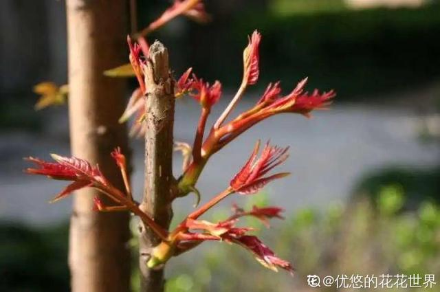香椿树图片大全，农村常见的臭椿树有什么作用（香椿价格真不便宜）