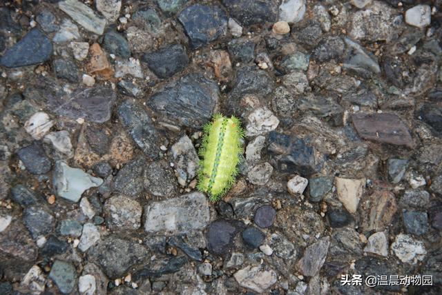 草蛉介绍，草蛉的特点是什么（小时候很多常见的虫子都令人难忘）