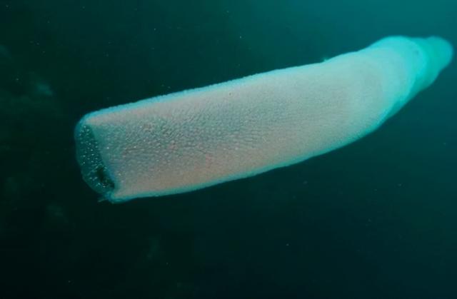 沙虫的特点,沙虫有什么区别(潜水员发现十几米长巨型怪虫)