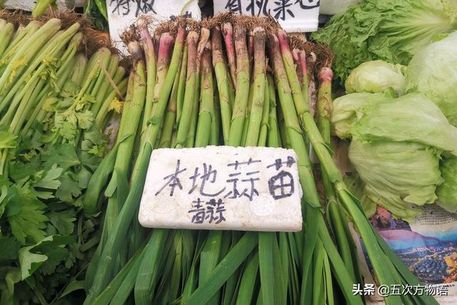 小葱和大葱的区别，小葱和大葱的区别有哪些（国内葱属蔬菜大全，你认识几个）