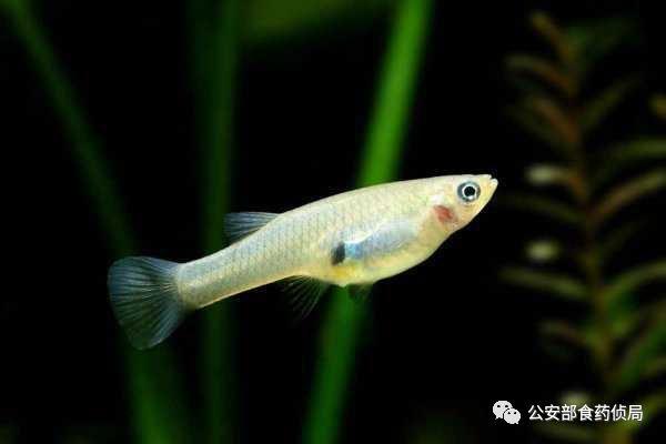 网上流传的吃人塘鲺是真的吗，高州食人大塘鲺（公安部提醒：这些外来物种）