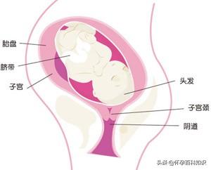 为什么孕36周就不怕早产，为什么孕34周就不怕早产（孕妈怀孕第三十七周了）