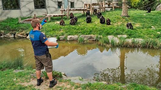 灵长类动物是指什么，灵长类动物是指哪些动物（灵长类动物并非宠物）