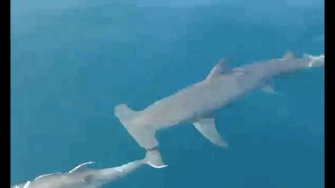 鲨鱼为什么不吃海豚，为什么鲨鱼不吃海豚（“鲨鱼不吃海豚”这样明显的谣言为何能甚嚣尘上）