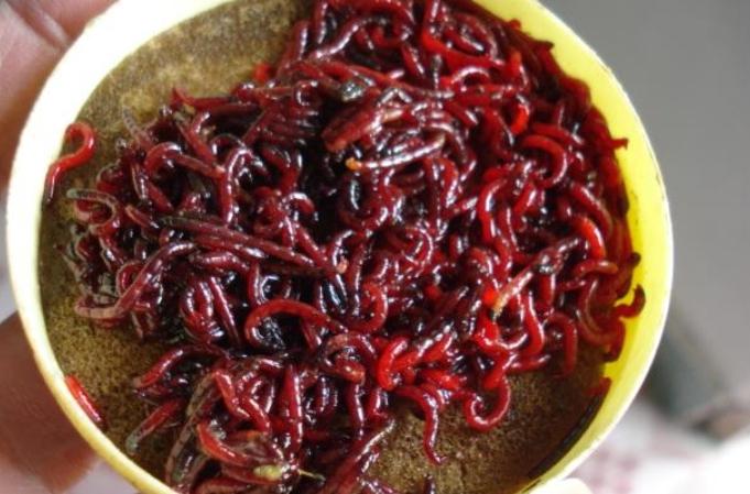 红虫与蚯蚓钓鱼效果对比：哪种更胜一筹？实战经验告诉你最佳选择