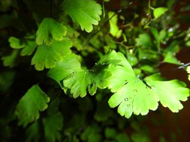 在家庭里养好铁线蕨的，铁线蕨养在家里好吗（这种盆栽不但可以监测空气质量）