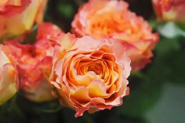 各种玫瑰花的含义，各色的玫瑰花有什么含意（一篇文章认全花店必备80种玫瑰花）