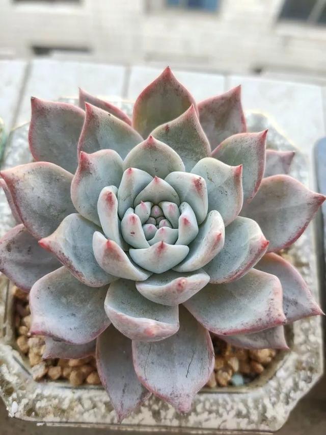 红唇多肉如何养，红唇多肉怎么养出多头（阳台党一样可以养出漂亮的多肉）