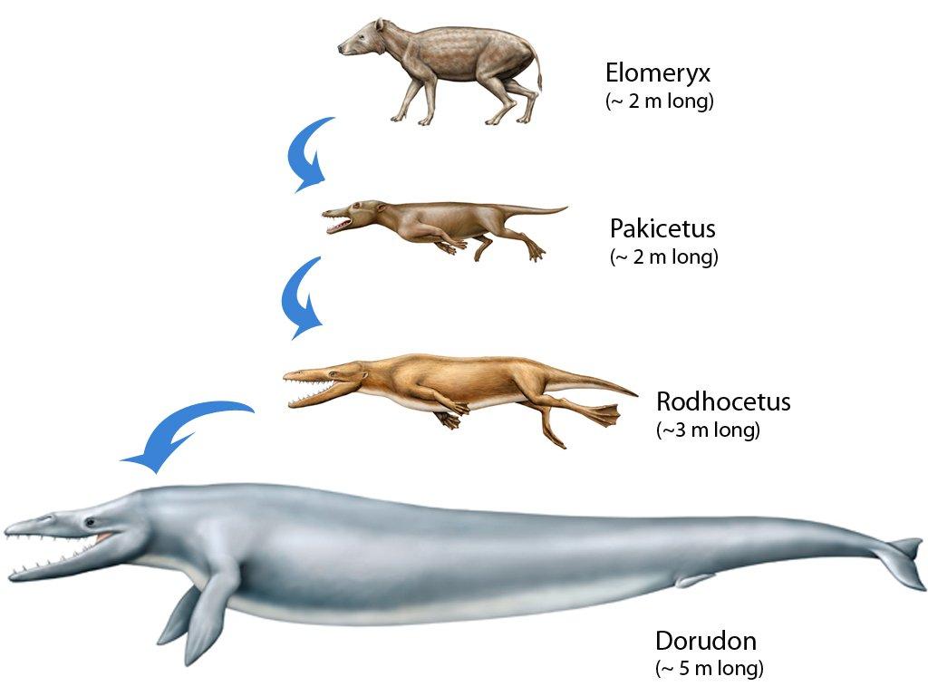鲸的祖先图片(鲸鱼和鱼没有亲戚关系为何这么像) 