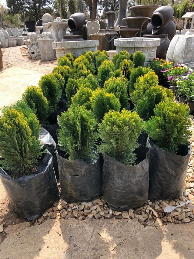 侧柏的特征特性及栽培技术，侧柏的养护与栽培管理（柏树的观赏品种可真多）