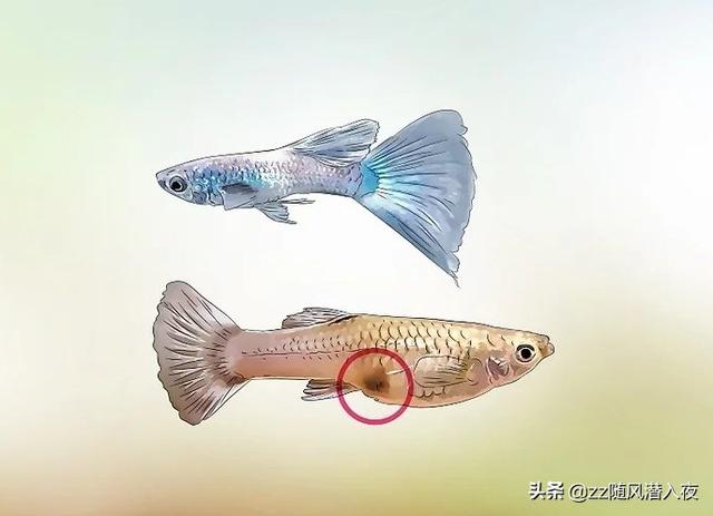 孔雀鱼公母分辨图，孔雀鱼怎么分公母（分辨孔雀鱼的雌雄）