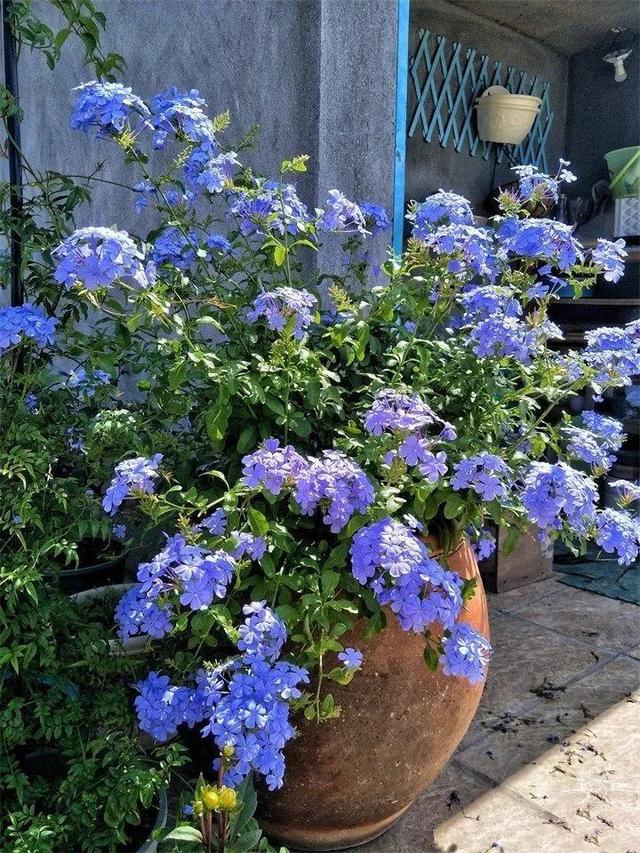 SuSu:一起种草莓来吗，微信头像，SuSu:一起种草莓来吗?【杂图】（花芽蹭蹭长满盆）