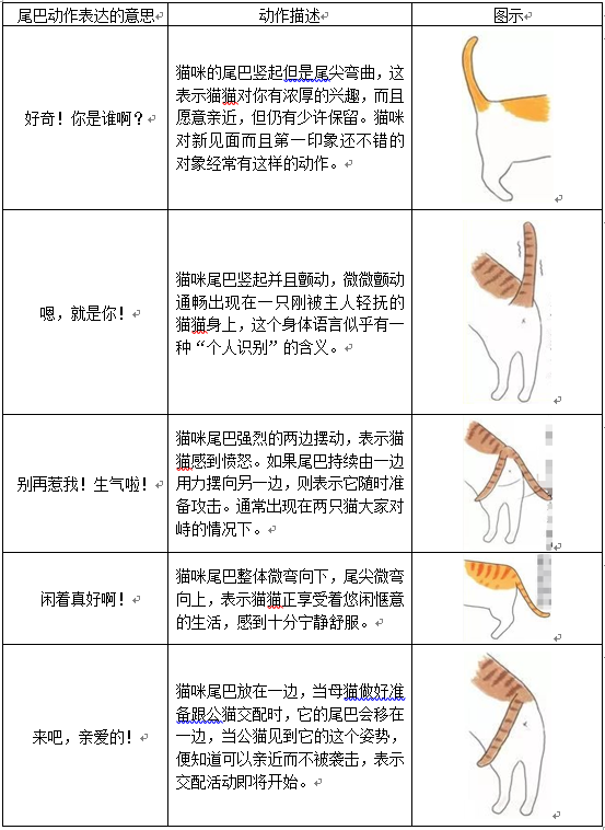 扯猫尾是什么意思，扯猫尾巴上炕什么意思（一次说透彻猫尾的那些事儿）