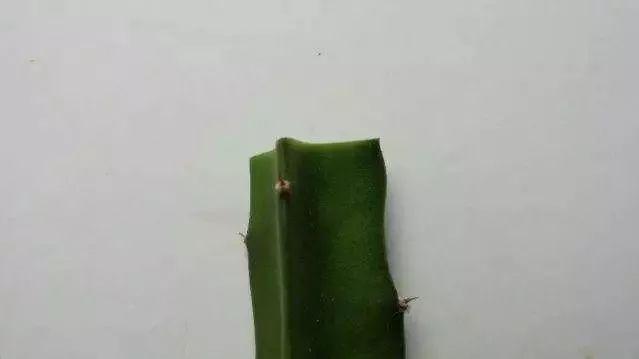 霸王花是火龙果的花吗，昙花、霸王花、火龙果花和令箭荷花的区别（奶奶把一根枝插土里）