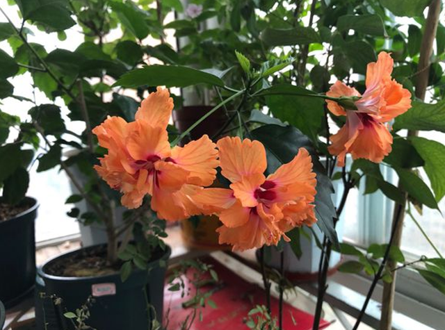 每月什么花开，每月什么花开写一个作文（23种开花植物）