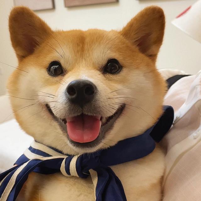 柴犬头像/你咋害不睡捏 ​​​微信，柴犬头像/你咋害不睡捏 ​​​（表情包：狗狗柴犬头像 ​​​）