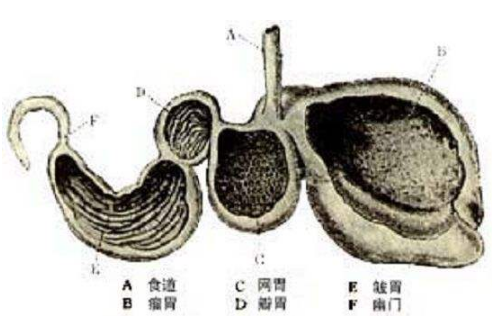 羊有几个胃，羊有几个胃 分别是（了解\