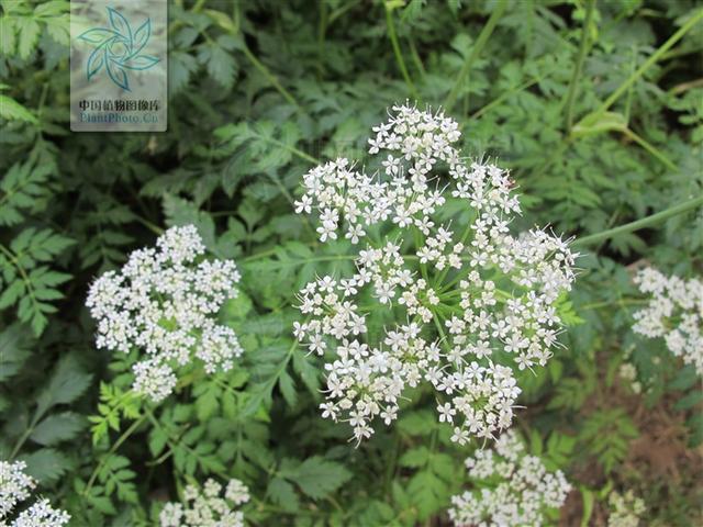 本草图经作者是谁，《本草图经》的作者（芎藭 蘼蕪 藁本）