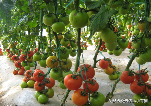 西红柿长在哪里（手把手教你种植高产优质的西红柿）