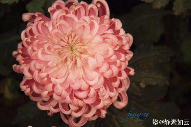 荷花有几种颜色，莲花有几种颜色分别是象征什么（1盆菊花售价1.2万）