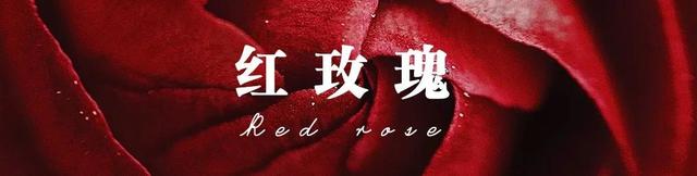 各种玫瑰花的含义，各色的玫瑰花有什么含意（一篇文章认全花店必备80种玫瑰花）
