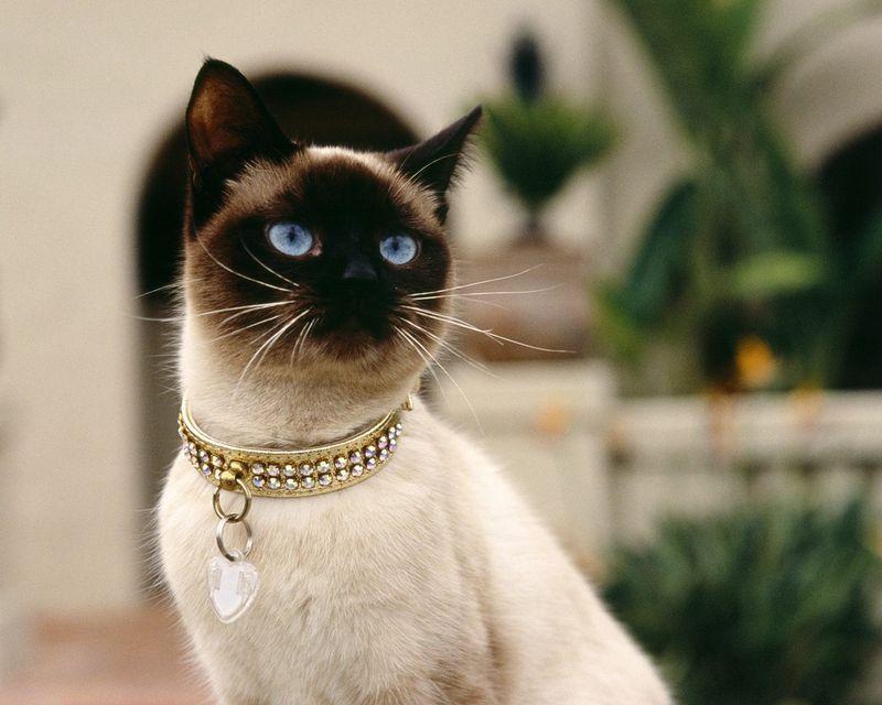 猫有哪些品种(十大名猫排行榜图片)