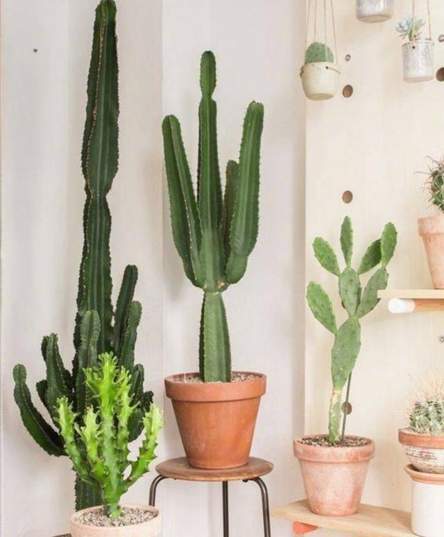 霸王鞭植物怎么养，霸王鞭植物怎么养好（掌握几个技巧）