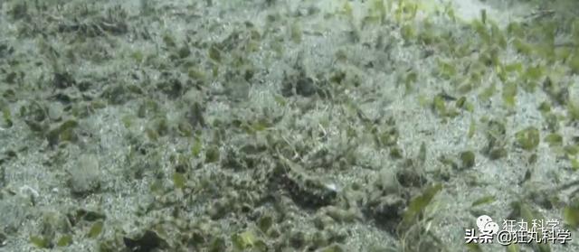 章鱼有几只脚，章鱼有几只脚章章鱼长什么样（它们还是海底的山寨大师）