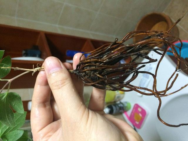 春天养花要注意绕开这5种“假花”，再好看也别养（春天泛滥的4种假花）