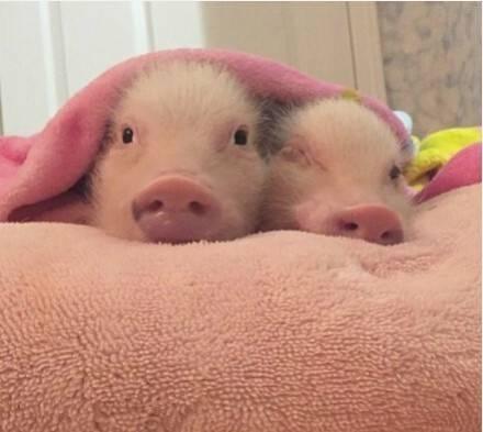 可爱猪猪头像微信，可爱猪猪头像（见过那么多猪）