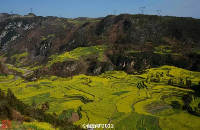油菜花开的季节，适合家庭室内养的花与绿植（2019年全国油菜花开放时间表）