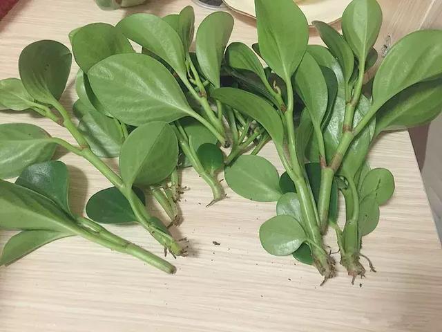 绿萝好养吗,绿萝怎样栽培(绿萝竟然排在倒数第1) 绿萝好养吗,绿萝怎样栽培(绿萝竟然排在倒数第1)