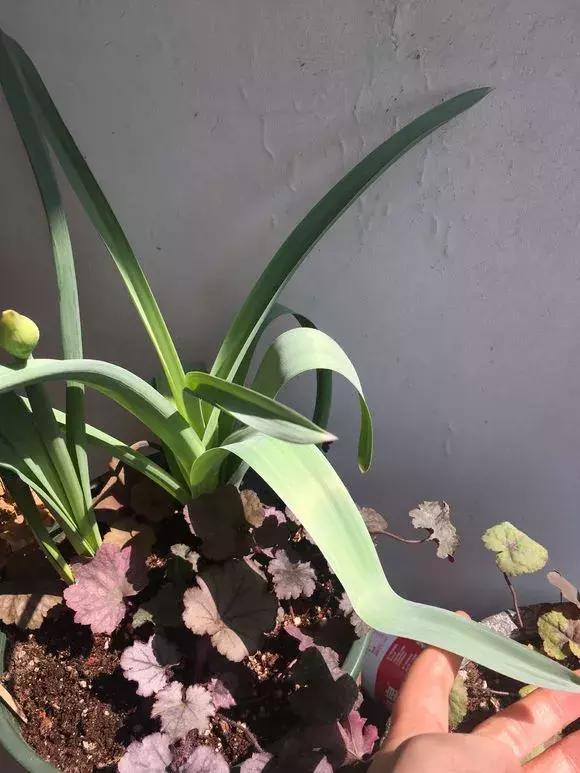 洋葱长芽了会开花吗，洋葱长芽了会开花吗有毒吗（阳台种点“大葱”）