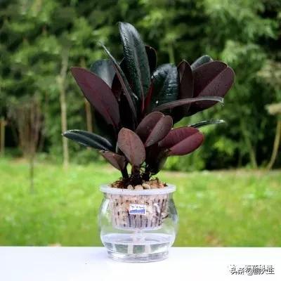 橡皮树的寓意是什么，花匠带你养花之橡皮树养护知识大全
