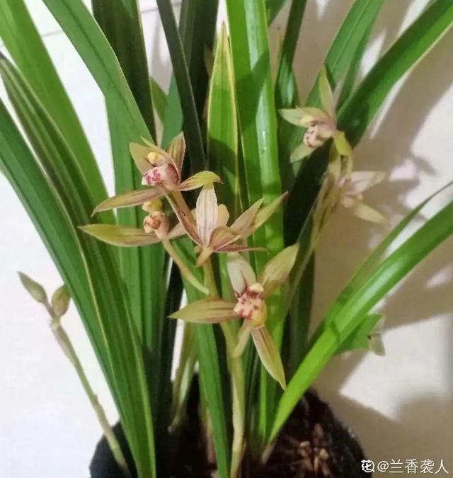 香草兰花怎么养，香兰草怎么种植（屋里养盆“香水花”）