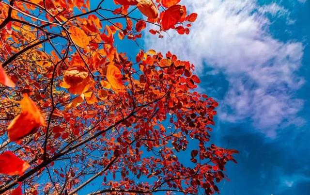 满山红叶似彩霞，阿宝歌曲大全（山东最全赏红叶地图来了）