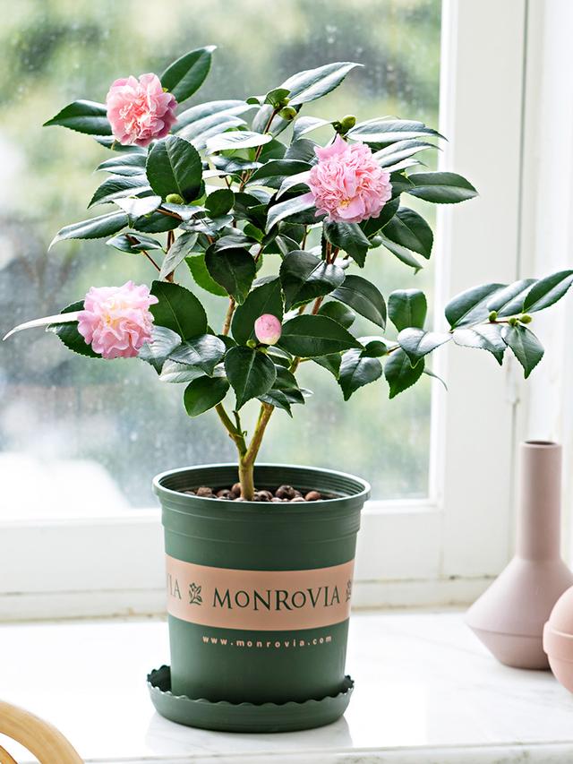 适合家里养的32种花，家里养什么花好（”家居盆花100种）