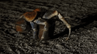 关于椰子蟹介绍，关于椰子蟹介绍的作文（如今在当地居民餐桌上挣扎）