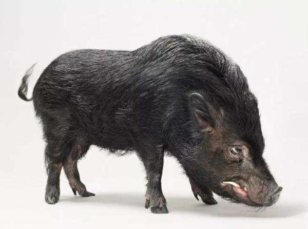 属蛇和属猪的合不合，属蛇和属猪的合不合适（“平头哥”吃蛇如同吃辣条）