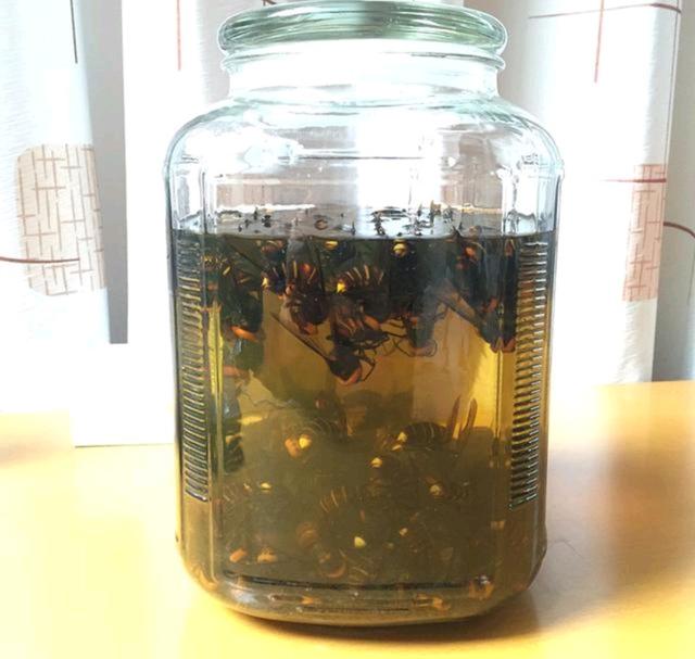 黑蚂蚁泡酒的危害，黑蚂蚁泡酒的功效与作用（男子喝用黑蚂蚁秘制的药酒后心肌梗死）