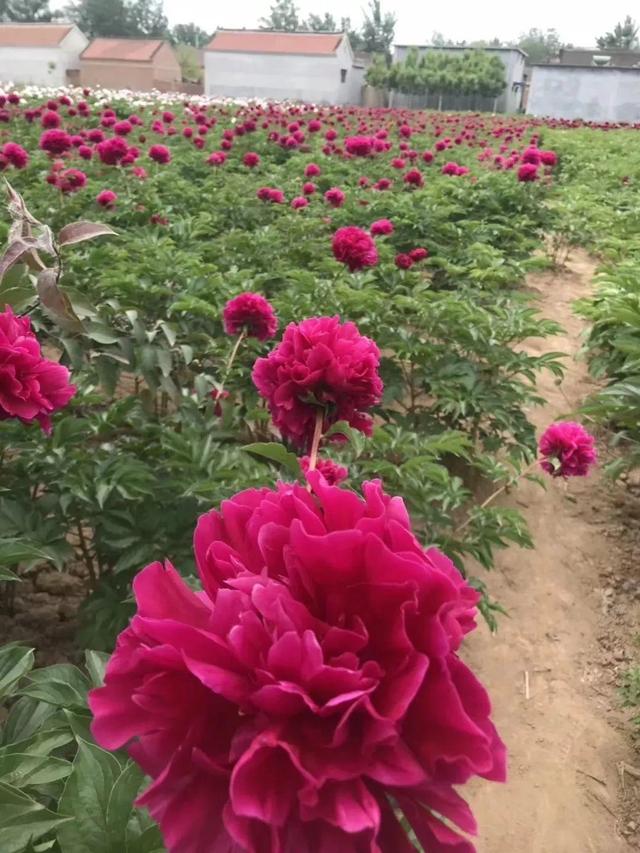 芍药不开花的解决办法，芍药一直不开花怎么办（开花个个比拳头大）