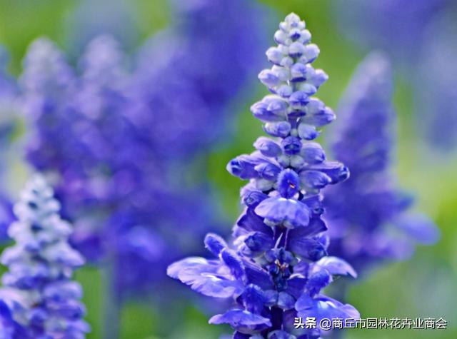 兰花鼠尾草是一种什么植物，兰花鼠尾草是一种什么植物呢（蓝花鼠尾草：我可不是薰衣草）