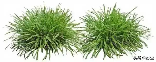 非洲茉莉，这些知识你是否具备（非洲茉莉花图片）