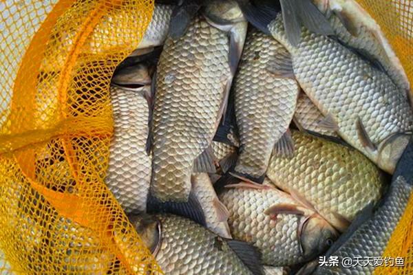 七星漂正确的调漂方法，七星漂钓鱼技巧（七星漂钓组标准调漂步骤）