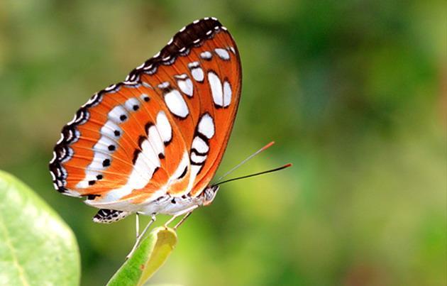 昆虫记好句摘抄，关于昆虫记的好词好句摘抄加赏析（昆虫记最真实的十句话）