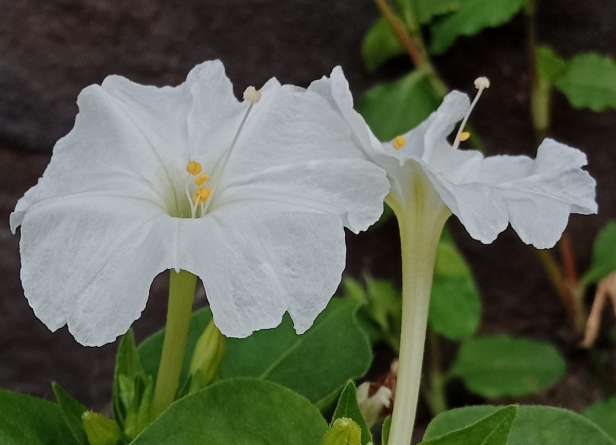 紫茉莉（紫茉莉花），农村院里的3种茉莉花（紫茉莉 茉莉）