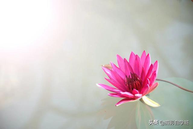 荷花有什么特点，荷花的特点和特性（帮你拍摄荷花不再千篇一律）